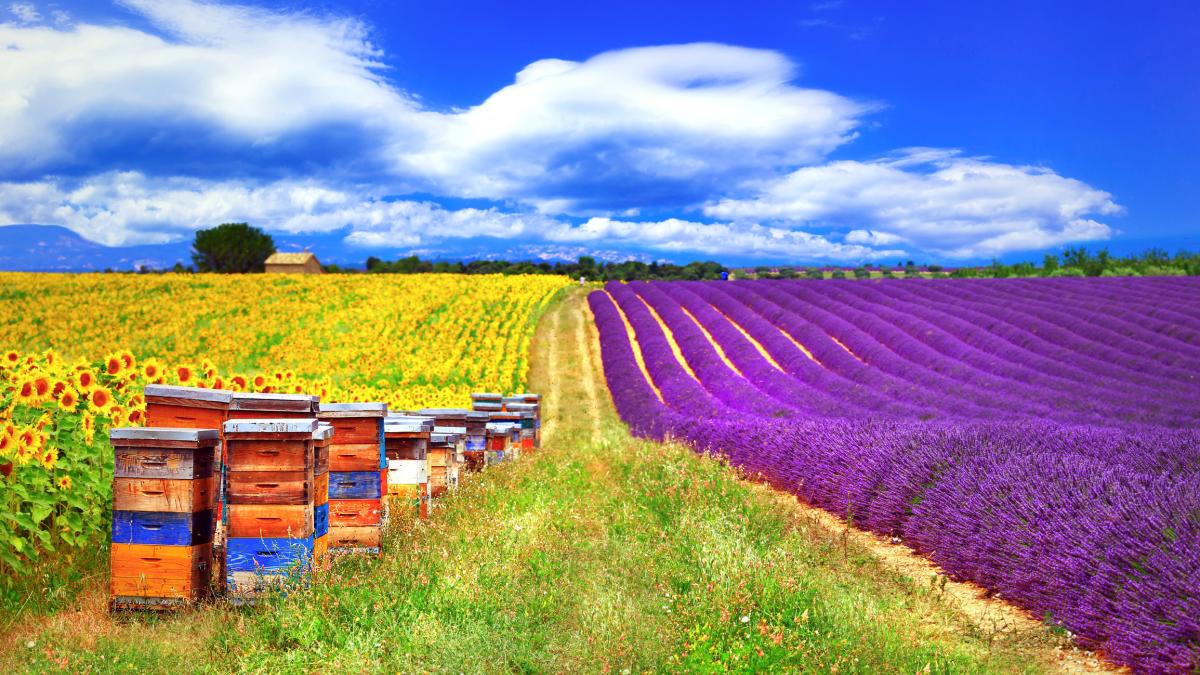 iStock-918399990_Provence_Sunflower_lavender